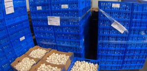 Champ's Mushroom in crates in warehouse
